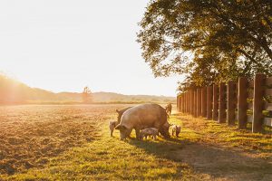 A family of pigs with the sunset in the distance