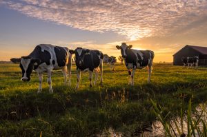 3 cows in a field in a field with the sun setting in the distance