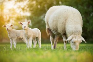 Lambs eating grass in a field