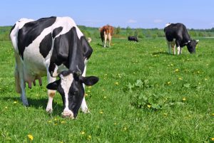 Cows eating grass in a field