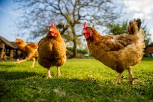 two hens clucking in a field