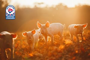 Image of pigs with the Red Tractor label in the top left hand corner