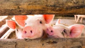 3 little pigs sniffing out for what is outside of the barn