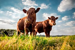 two brown cows looking off into the distance in a field