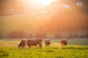 Long shot of 4 brown cows playing in a field